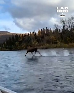 This adds a terrifying new twist to moose 😮 | STUDENTbible