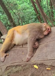 946K views · 6.6K reactions | The mother monkey goes into labor and is about to give birth, it is extremely tiring and painful | Monkey Dody | Facebook