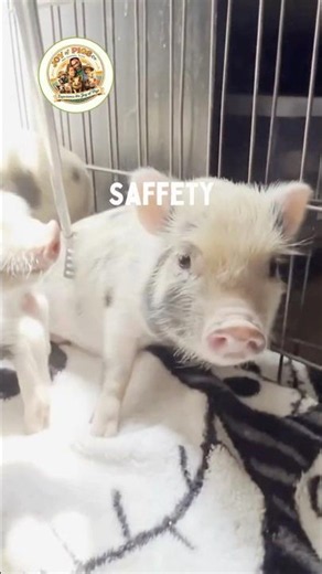 Safety Builds Trust 🐷💛 | Signaling Safety™