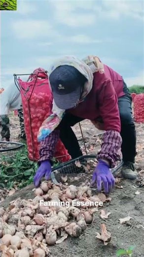 Onion Harvesting #trending #farming #harvesting #agriculture #satisfying