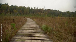 Walking through wooden path in the swamp. Trail through the swamp in Lithuania