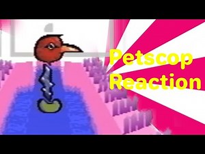 Petscop 13 Reaction