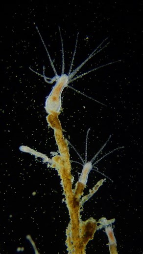 A sea full of stars. Marine hydroids 🎆🔬🌊 . . . #science #biology #microscopy | Science into Images
