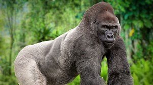 This 'cute' Disney pet is a lab monster