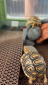 57K views · 2.4K reactions | Leaf and Twig might just be the cutest tortoise duo ever  Double the shells, double the smiles! #fblifestyle #LeafAndTwig #BabyTortoise #TortoiseCute #PetCommunity #DailyDoseOfCute #MadeMeSmile #LoveMyPets #CutenessOverload #viralreels #explorepage | Leaf and Twig - Tortoise Twins | Facebook