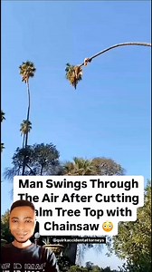 7.5K views · 14 reactions | #A man risk his life just to cut a palm tree with chain saw | Oghenevwede Jerry Akpubi | Facebook