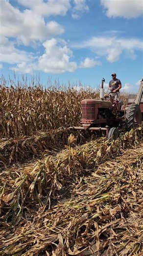 Farmall Super MTA wide front picking corn at the Half Century of Progress #agriculture #tractor #fyp #farmlife #farmall