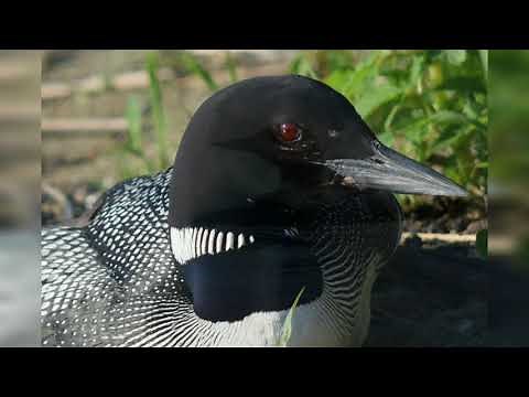 The Common Loon: Minnesota's State Bird