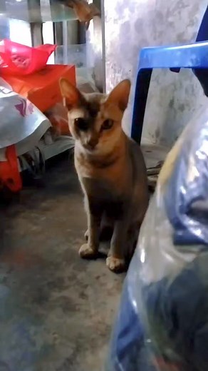 Mewing sad 😢 😢#shorts #short #youtubeshorts #trending #cat #cats #bollywood | Traditional Life