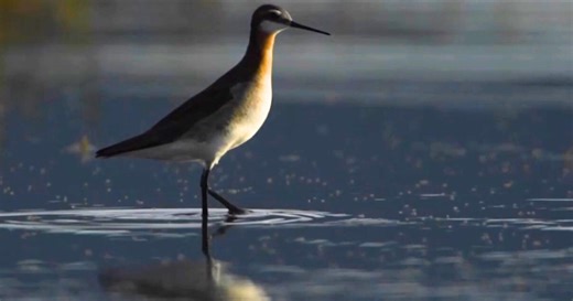 Wilson's phalarope moves closer to endangered species designation for Great Salt Lake