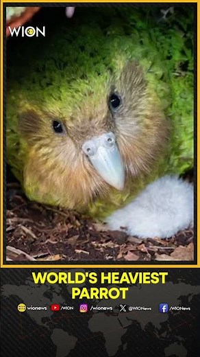 New Zealand Celebrates World's Heaviest Parrot Kakapo's Comeback | WION Shorts