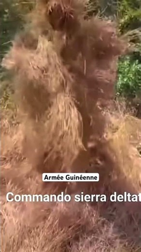 Armée Africaine | commando Sierra Delta Guinée