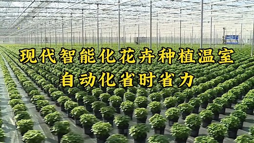 现代智能化花卉种植温室，自动化省时省力