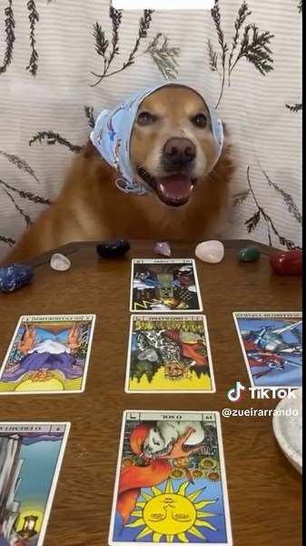 narrando fut (@zueirarrando) - Animais Engraçados 2024: Cachorros e Gatos Divertidos