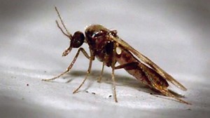 BBC Scotland - BBC Scotland - Beware the bloodsuckers! Why midges only target certain people