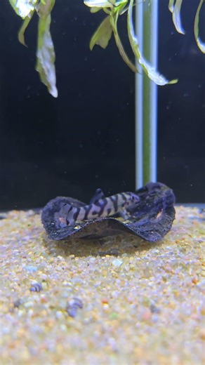 Juvenile Botia at my Fish Store #fishkeepinghobby #aquariumhobby #fishtank #freshwateraquarium