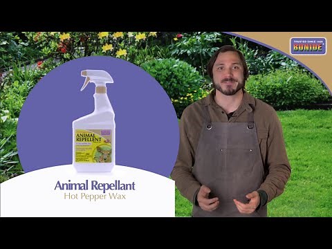 Bonide Hot Pepper Wax Animal Repellent Ready-To-Use