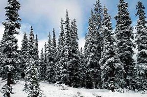 Just the Facts column: Our forests are dying from insect epidemics