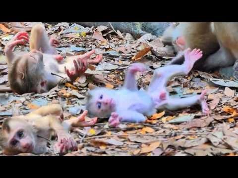 OMG! What's Happened? This Is Reason Why Mom Shouldn't Leave Baby To Play Alone | Hilarious Big Step