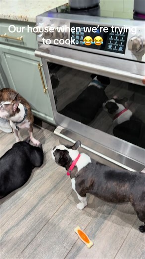 We cook as a family. #fyp #doglover #bostonterrier | boston terrier