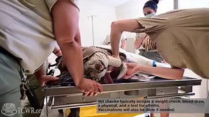 White tiger, Roman, had a health-check and his teeth cleaned last week. Preventative care is key in caring for our vulnerable animal residents, allowing us to detect problems before they become significant. Because of you, we are able to provide our animal residents with a veterinarian, Dr. Kellyn, as well as a state-of-the-art veterinary hospital. You can support health exams and even emergencies by becoming a recurring donor at tcwr.org/donate. | Turpentine Creek Wildlife Refuge