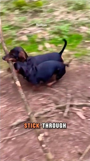 Smart Dogs Problem Solving Moment | Clever Dogs Carry Stick Under Fallen Tree 🐶🌳#shorts