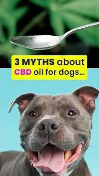 3 LIES About CBD Oil for Dogs (You NEED to Know This)
