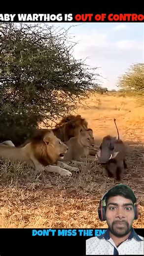 🔥Baby Warthog is Out of Control😱😱#viralytshorts#ytshorts#viralshorts#shorts#viral#animals#wildlife