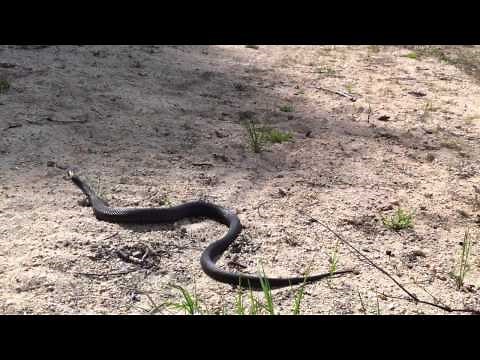 Jack Russell Terrier and Snake