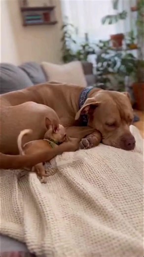 6.3K views · 169 reactions | Just five more minutes | Sled Dog Story | Facebook