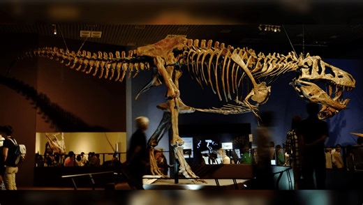 Meet Scotty, The Biggest T. Rex Ever Found Aka The “Rex Of Rexes”