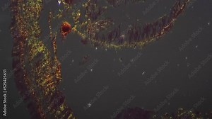 Earthworm cut in transversal section and magnified in 200 times under microscope with cross light. Terrestre invertebrate organism is filmed by lab equipment for educational issue. Nature in research