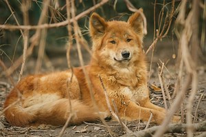 Dingo: què es, caracterìsticas, hàbitat, comportamiento