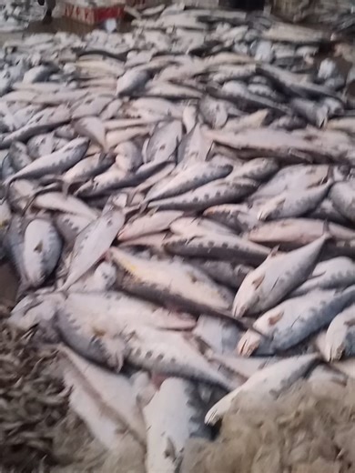 fish Market today #fishing #fishlovers #fish #unfreezmyaccount #foryoupage