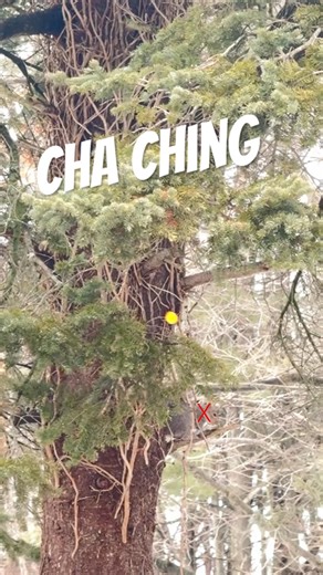 Did we get a tree assist? #blowgun #hunting #squirrel #ytshorts #shorts #huntin no