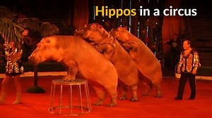 29K views · 503 reactions | Three 10-year-old hippopotamuses perform tricks in a Siberian circus in Russia. | Reuters UK | Facebook