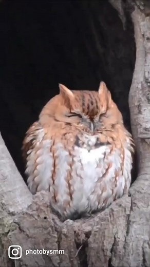 Eastern Screech-Owl (red morph) in New Jersey, USA (2018) - This was the most popular Eastern Screech-Owl in the state and quite possibly the entire country at one point. Unfortunately, it went missing in the last year or so and was presumed to have passed away when a similar Owl was found deceased in the area. I guess nobody will really ever know for sure what happened but I feel honored to have been able to visit it many times and capture some nice pictures and videos. This was hand-held back 