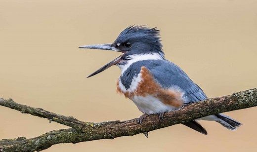 Discover All Types Of Blue Birds In Colorado