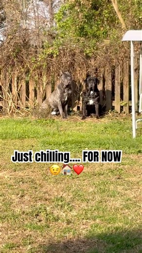 JUST CHILLING;)?? Good Morning: Ruby and Savo. Ruby showing her age :(