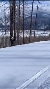 Snowmobiling magic in Grand Lake, Colorado! 🫎 This Snowmobile Saturday, we're sharing an unforgettable surprise Traci Cassingham had while out riding – a memorable moose encounter! They're nature's VIP guests, and you'll have the best seat in the house on a snowmobile! On The Trail Rentals will get you out onto the best snow with the best views in the snowmobile capital of Colorado. Have you ever had a wild ride like this? Share your snowmobiling stories in the comments and drop your favorite w