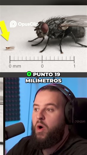 El Insecto Volador Más Diminuto ¡Conoce la Sabispasada!