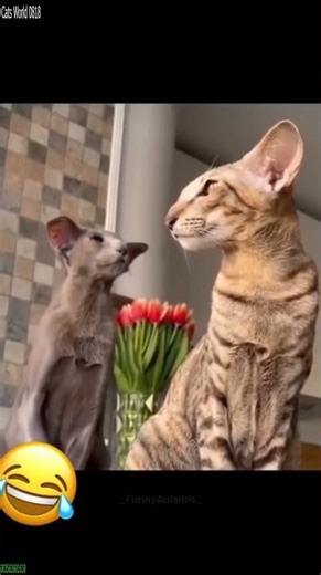 Funny Cats 2025 😸 Cat videos Compilation 😸 # Ep 1283