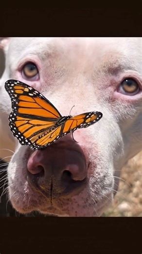 #dothingsyoudontwanttodo #lofi #amongus #gaming #gameplay #asmr #clashroyale