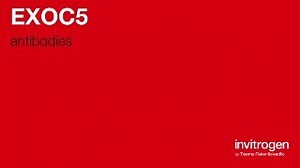 Anti-EXOC5 Antibodies | Invitrogen