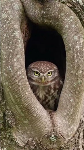 Discover the Enchanting World of Little Owls A Glimpse into Their Wild Lives 🦉