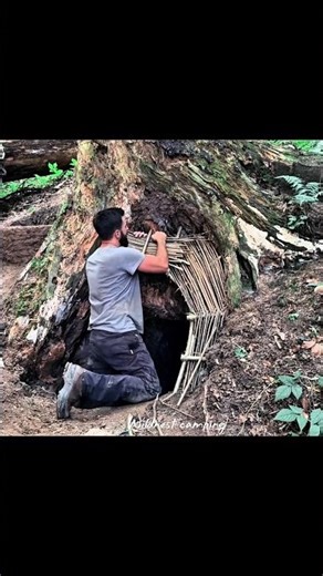 Tree bushcraft camping survival | #tree #bushcraft #camping #survival #shorts #youtubeshorts