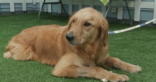 Dogs Rescued From China’s Meat Trade