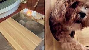 4 Cats & Dogs Coco Coffee Table, 31.5" x 31.5" x 14.5", Walnut – Modern Coffee Table with Cat Nook, Pet Play Area, Storage, Drawer, Glass Top, Multi-Functional Cat Maze, Stylish Pet Furniture