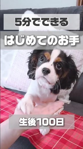 お手の教え方 5分できた子犬のしつけのやり方 #キャバリア #犬のしつけ #子犬