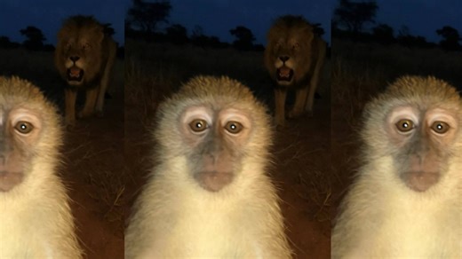 #Cooked Monkey With Lion Behind It | Know Your Meme